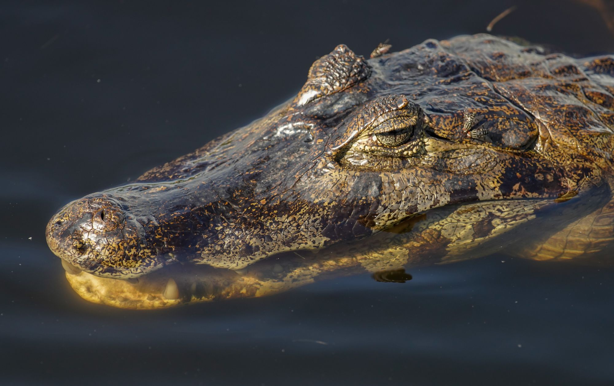 Un caïman du Pantanal en gros plan