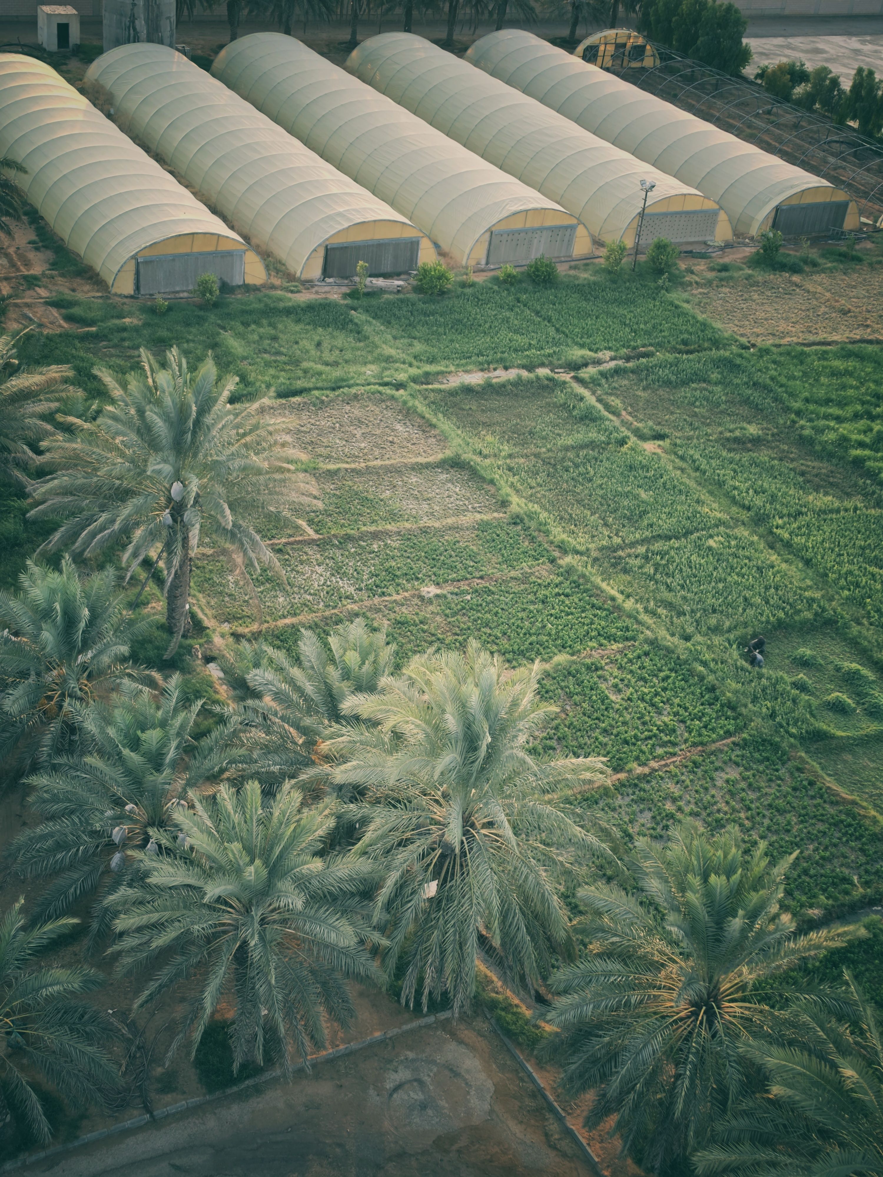 Aerial view of green agricultural fields divided into rectangular plots with several large palm trees in the foreground and multiple covered greenhouses lined up in the background.