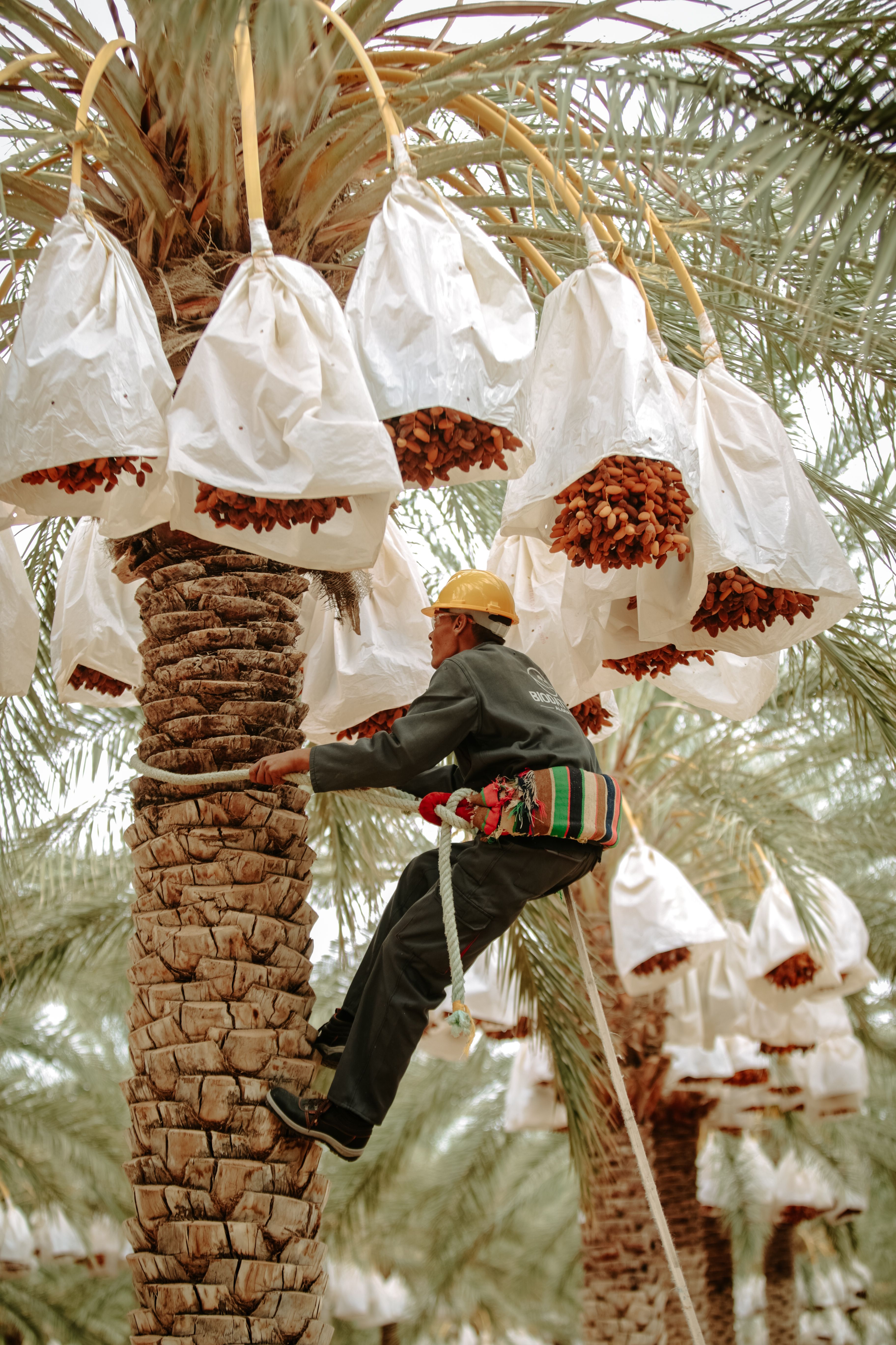 Worker wearing a yellow helmet and safety harness climbing a date palm tree with bunches of dates covered in white protective bags.