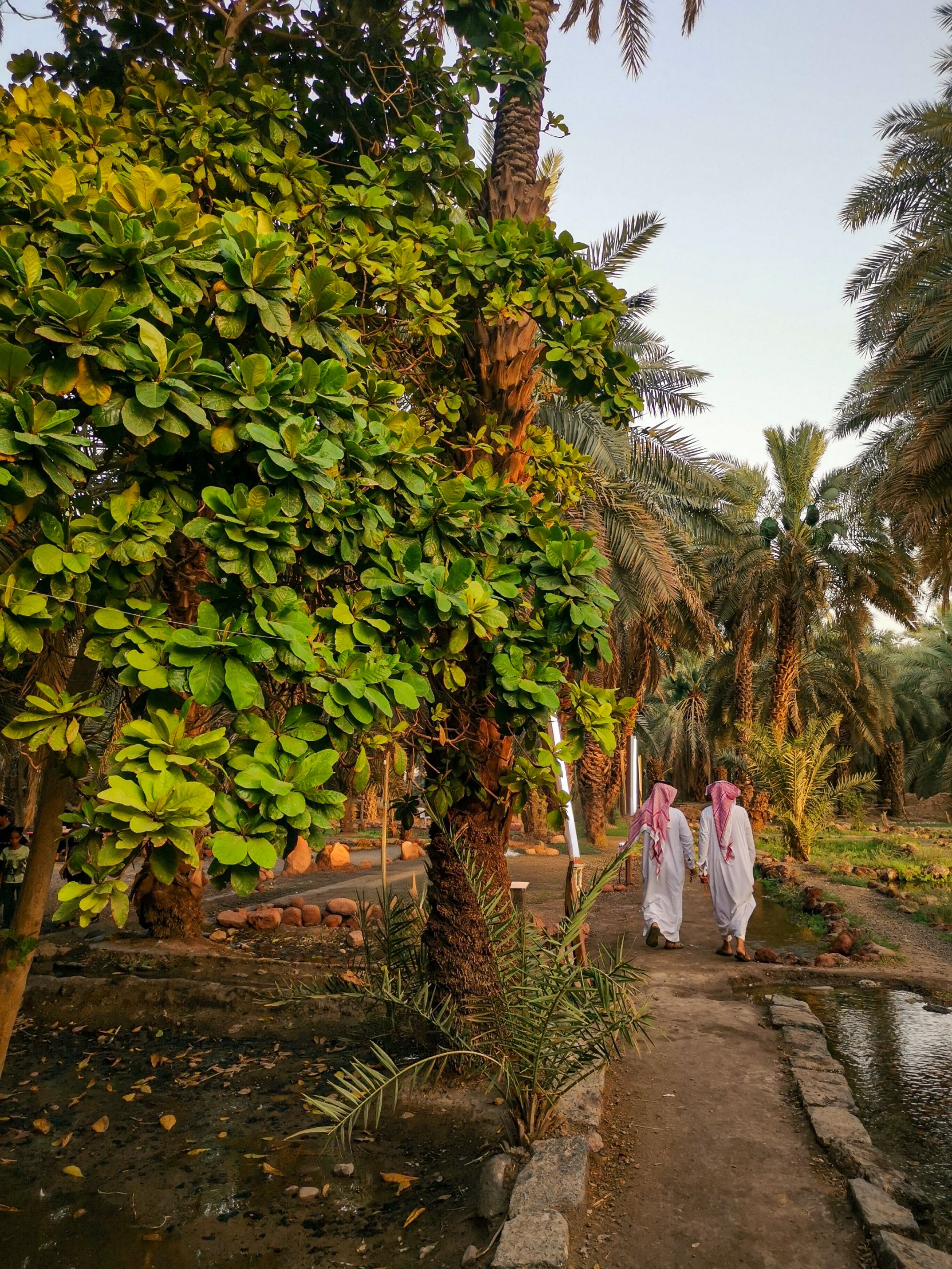 Two men wearing traditional white robes and red-checkered headscarves walking on a dirt path between palm trees and lush green foliage in a garden or oasis with small water channels.