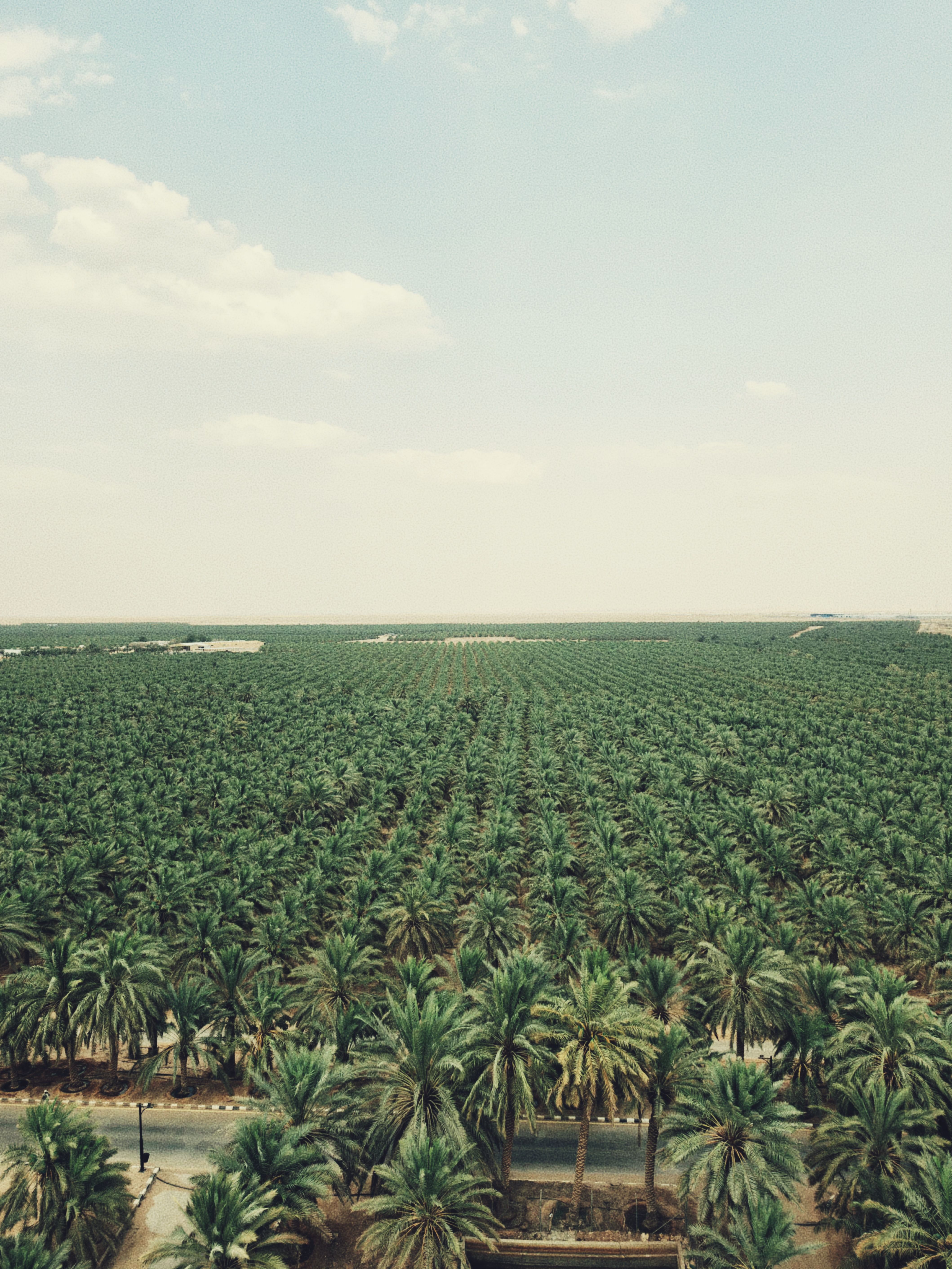 Aerial view of a vast palm tree plantation stretching to the horizon under a partly cloudy sky.