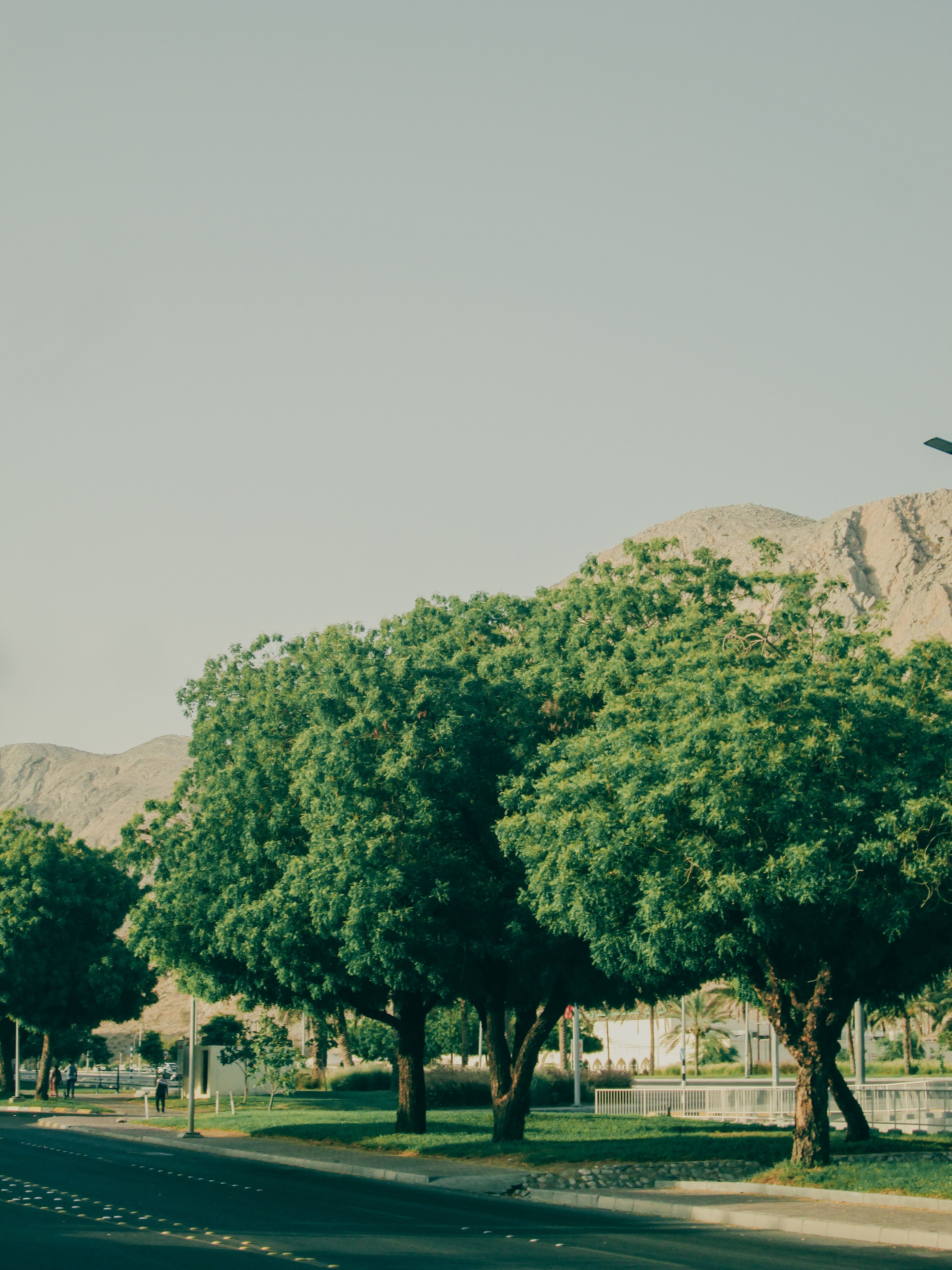 A row of green leafy trees lines a sidewalk next to a dark paved road with yellow lane markings, with rocky hills in the background under a clear sky.