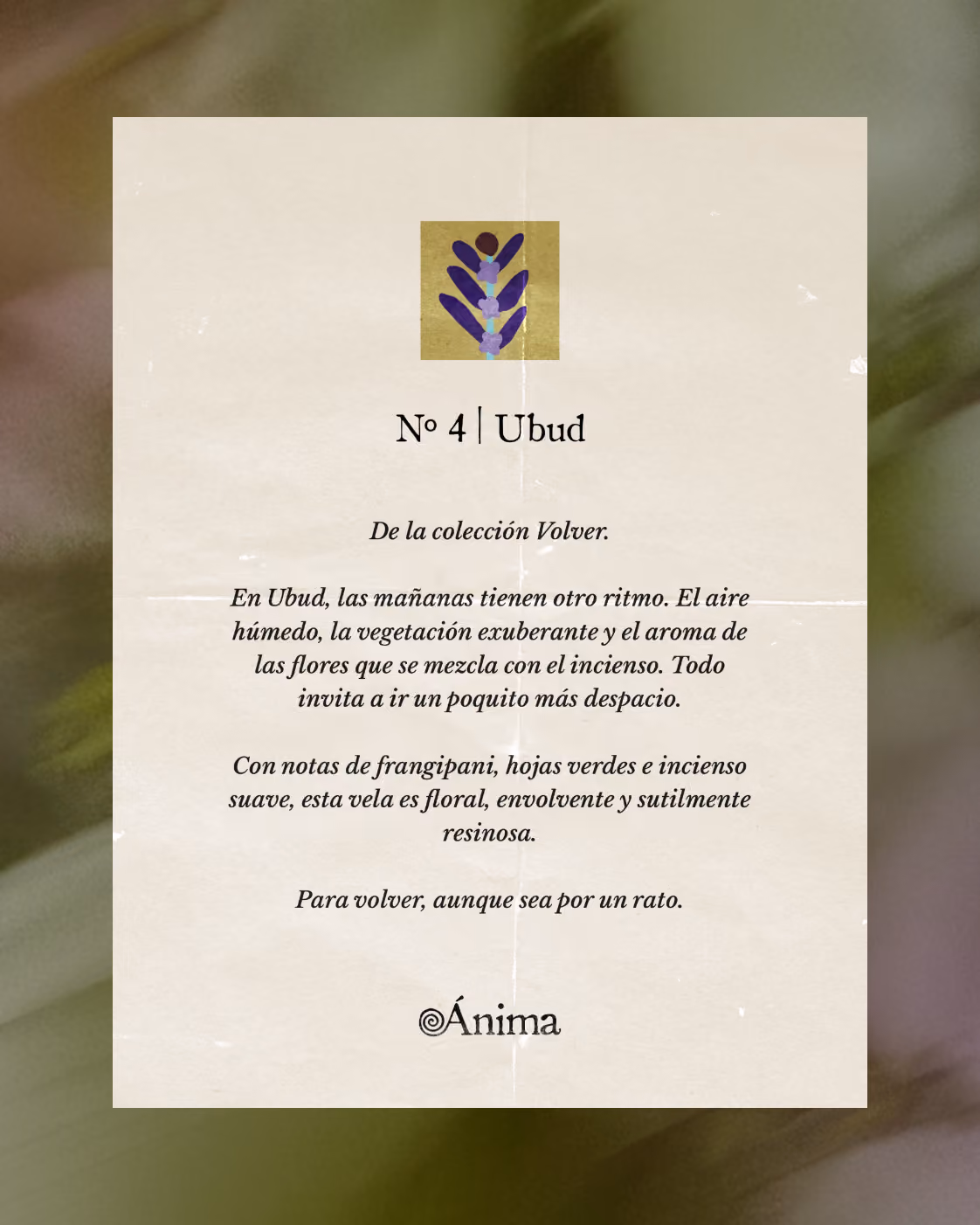 Texto sobre papel beige con una pequeña ilustración de flores moradas y hojas en la parte superior, titulado 'Nº 4 | Ubud', de la colección Volver. Describe las mañanas de Ubud con aire húmedo y vegetación exuberante, con notas florales de frangipani, hojas verdes e incienso suave, que evocan un aroma pausado, envolvente y sutilmente resinoso de la marca Ánima.