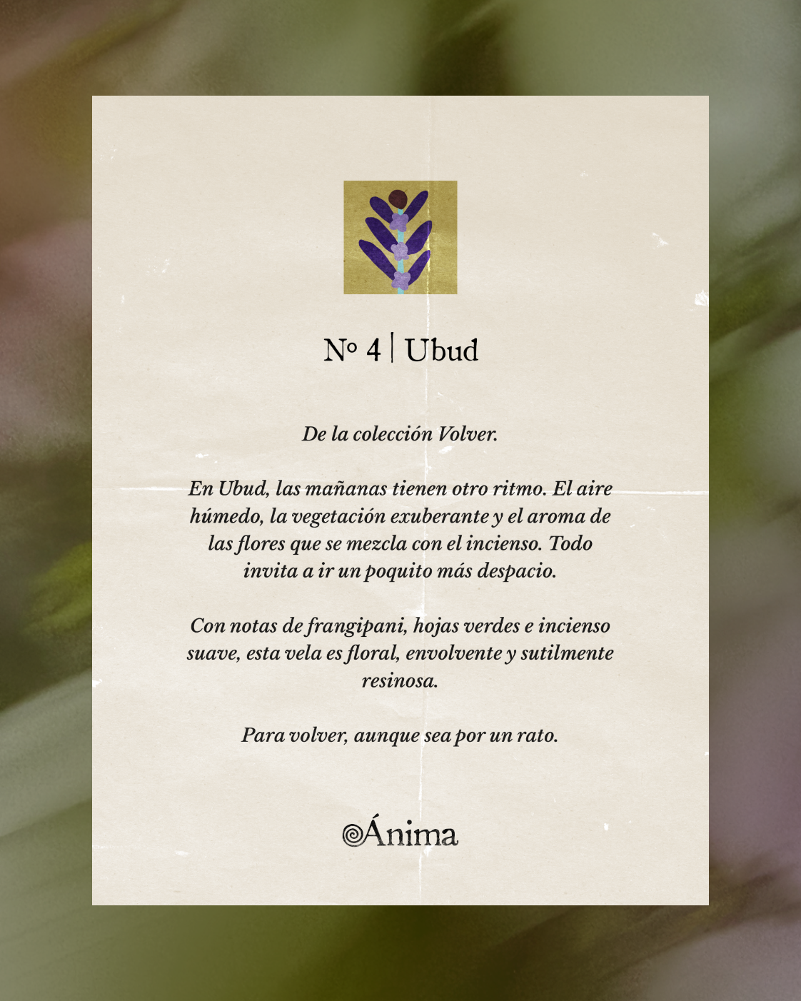 Text on beige paper with a small illustration of purple flowers and leaves at top, titled 'Nº 4 | Ubud' from the collection Volver, describing Ubud's mornings with humid air, lush vegetation, floral notes of frangipani, green leaves, and soft incense, evoking a slow, enveloping, and subtly resinous scent for the Ánima brand.