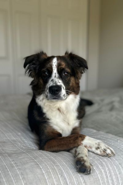 Ruby the dog resting on a bed