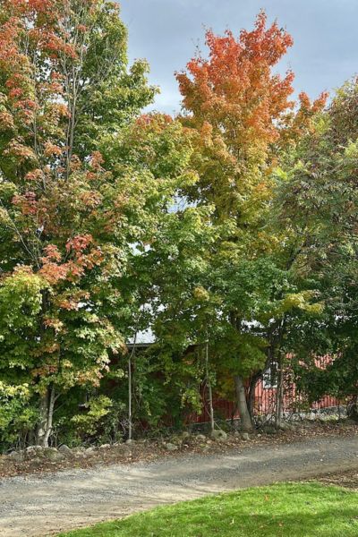 Fall foliage at Ellms Family Farm