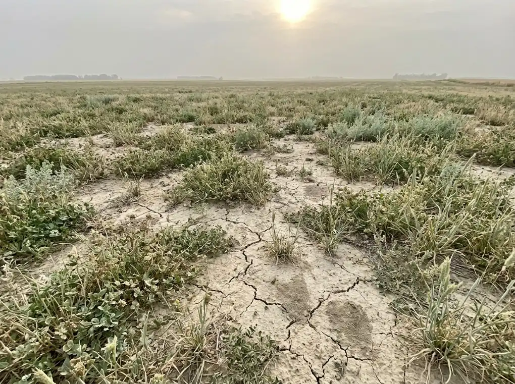 Cover crops in a dry spring