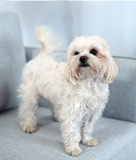 Kleiner, flauschiger weißer Hund mit lockigem Fell, der auf einem hellgrauen Sofa steht und nach oben schaut.