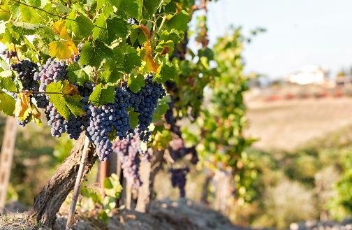 Ripe grapes on the vine in Greece