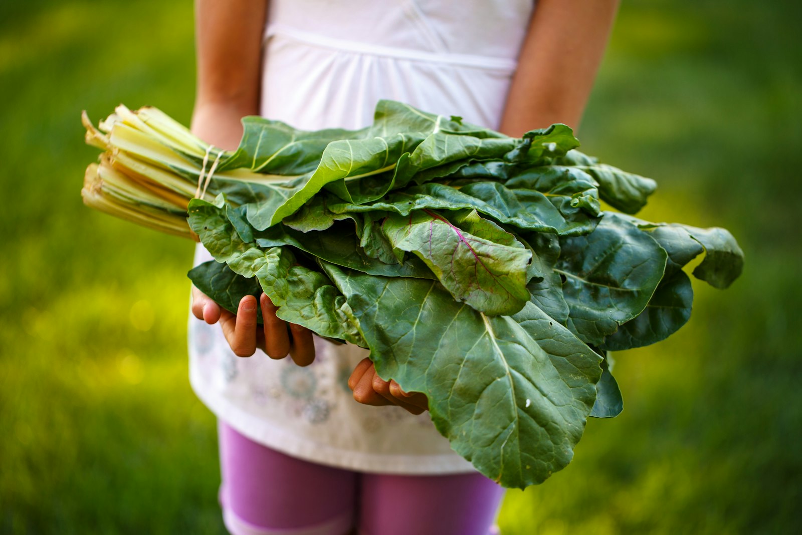 Hand holding a bunch of freshly picked greens