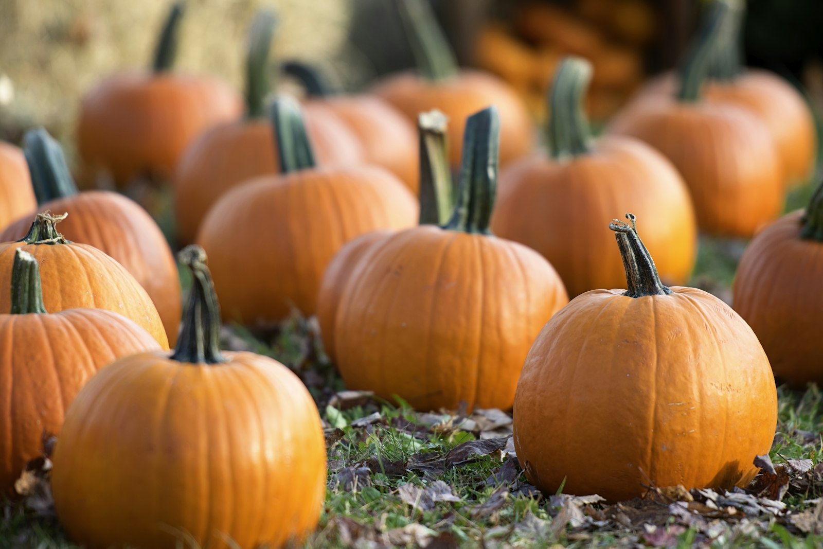Orange pumpkins at a farm