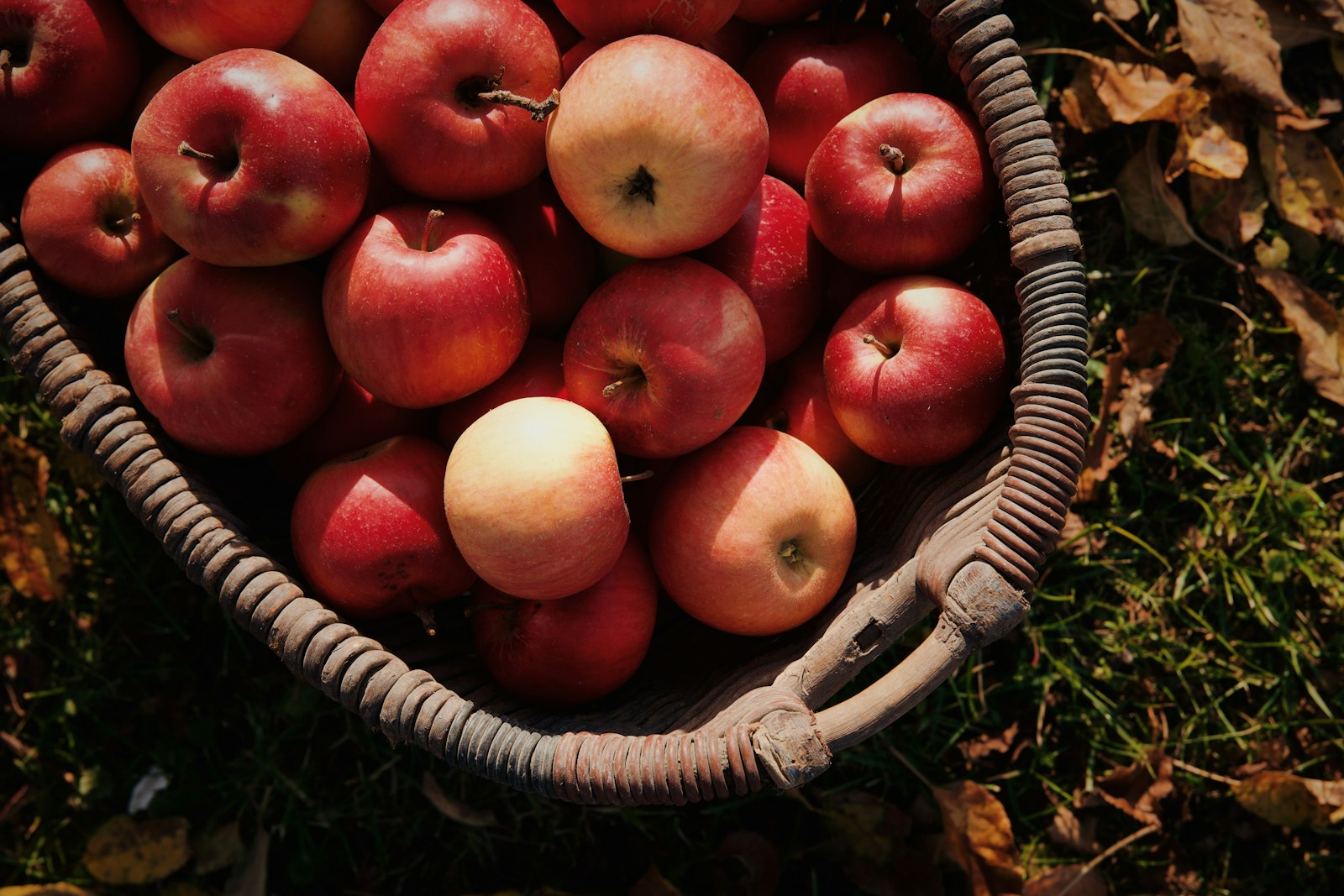 Basket of red apples