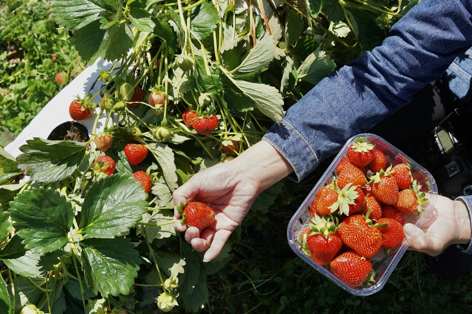 Hands holding a container of just-picked strawberries