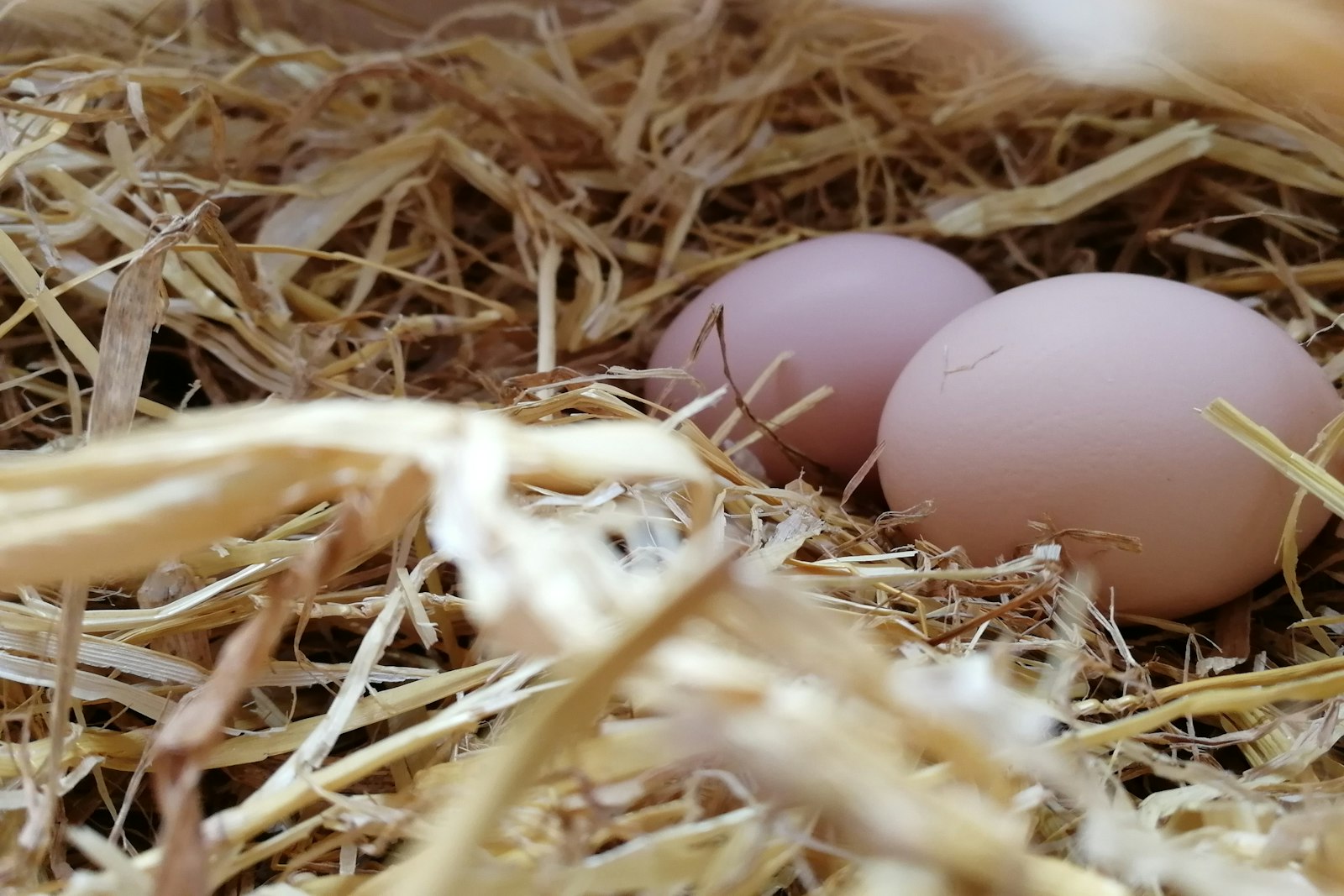 Fresh eggs in a straw nest