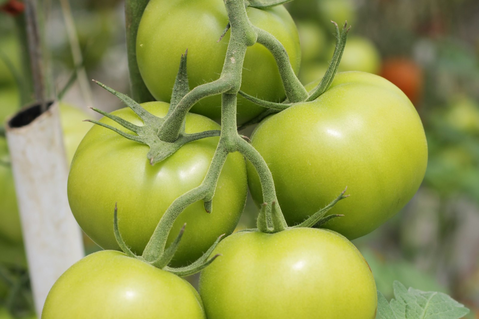 Green tomatoes on the vine