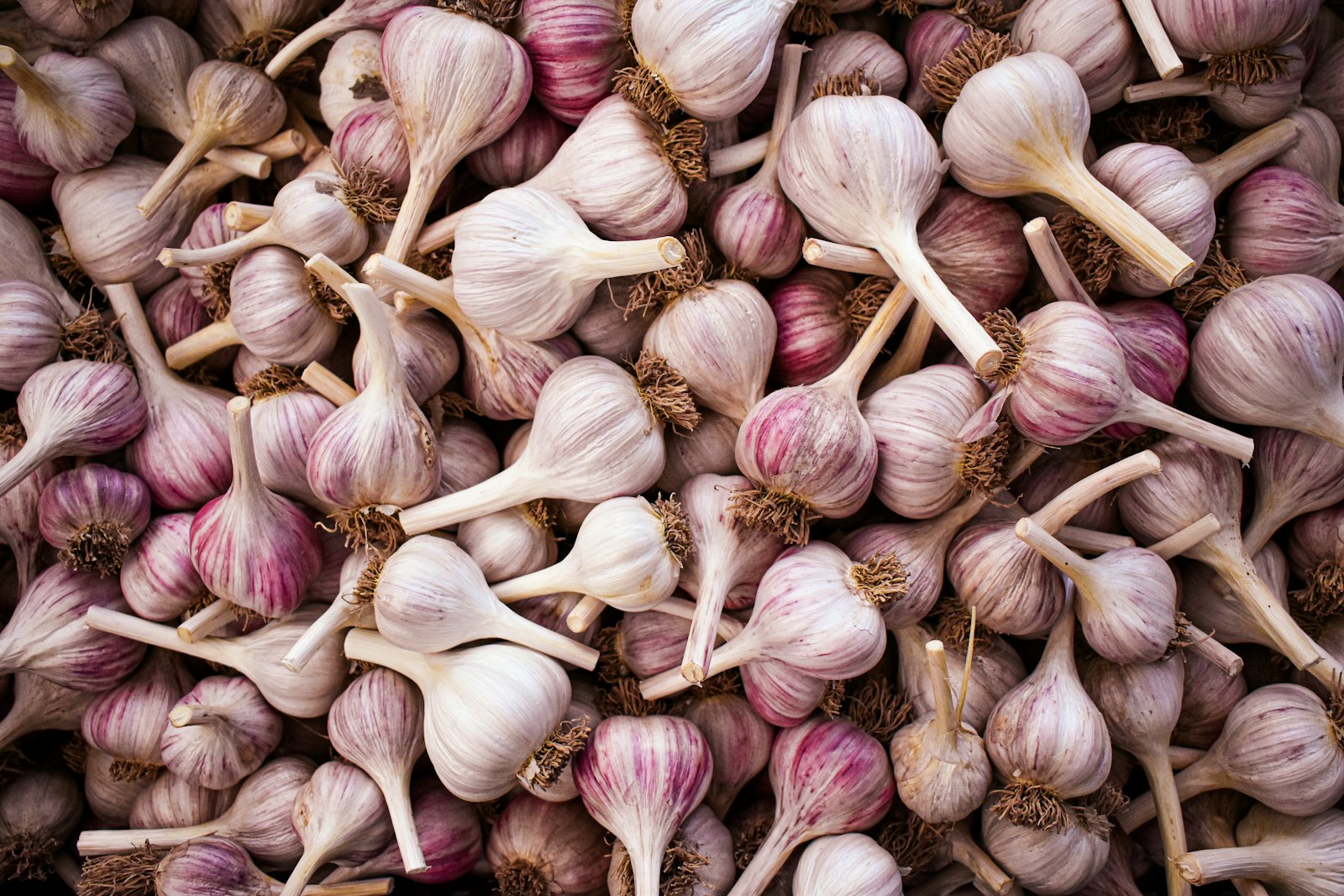 Pile of whole garlic bulbs
