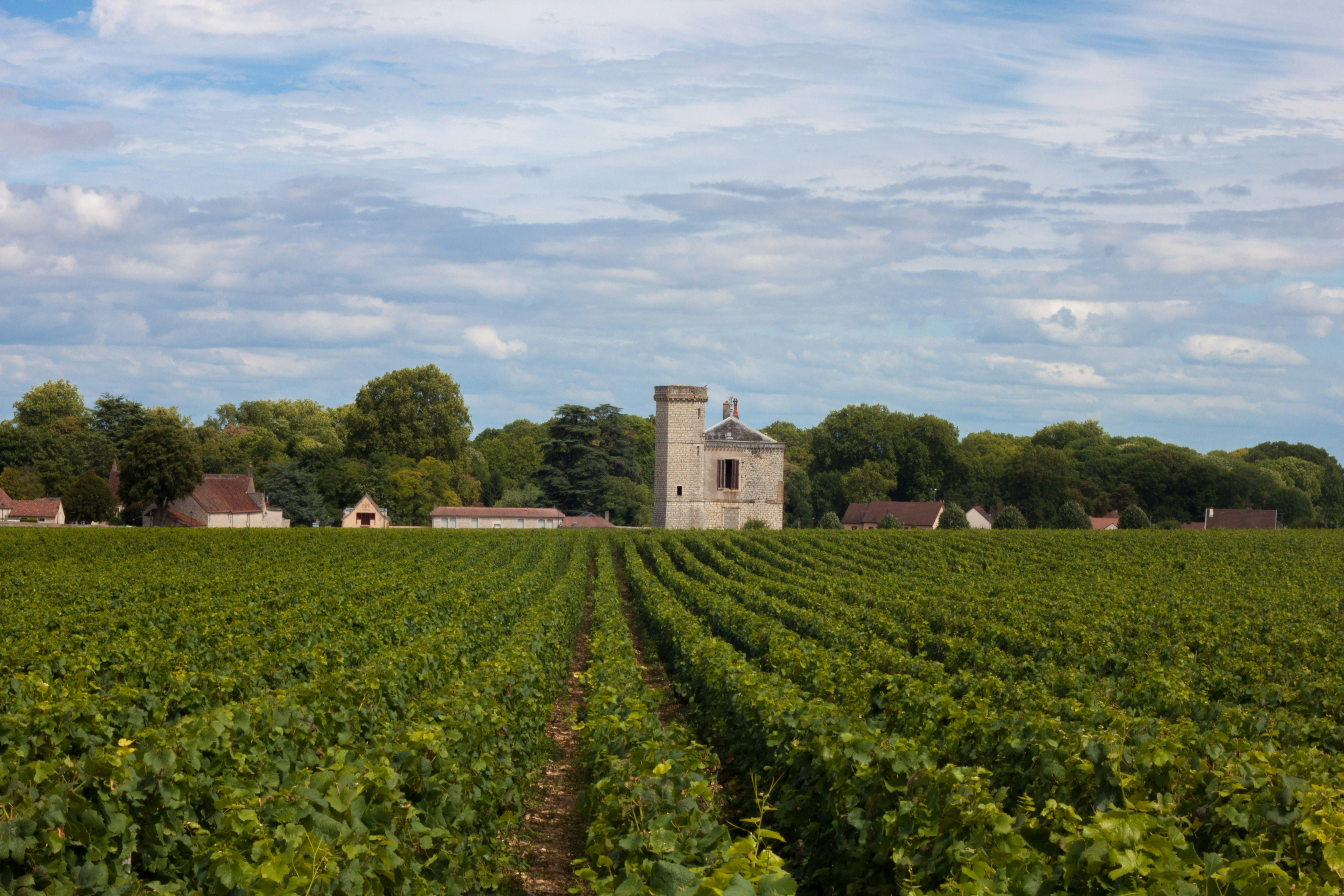 Burgundy wine country in France