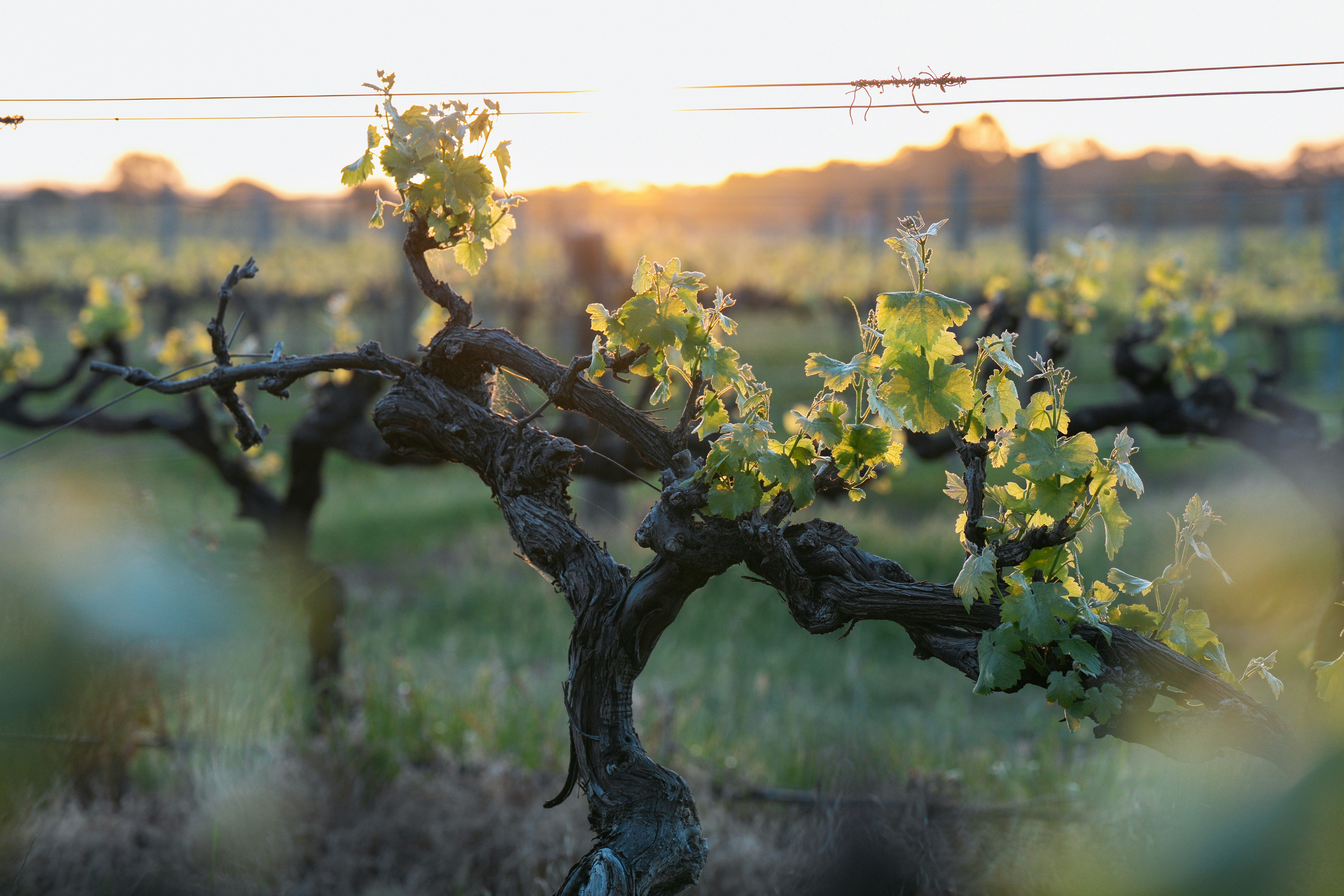 Barossa Valley wine country