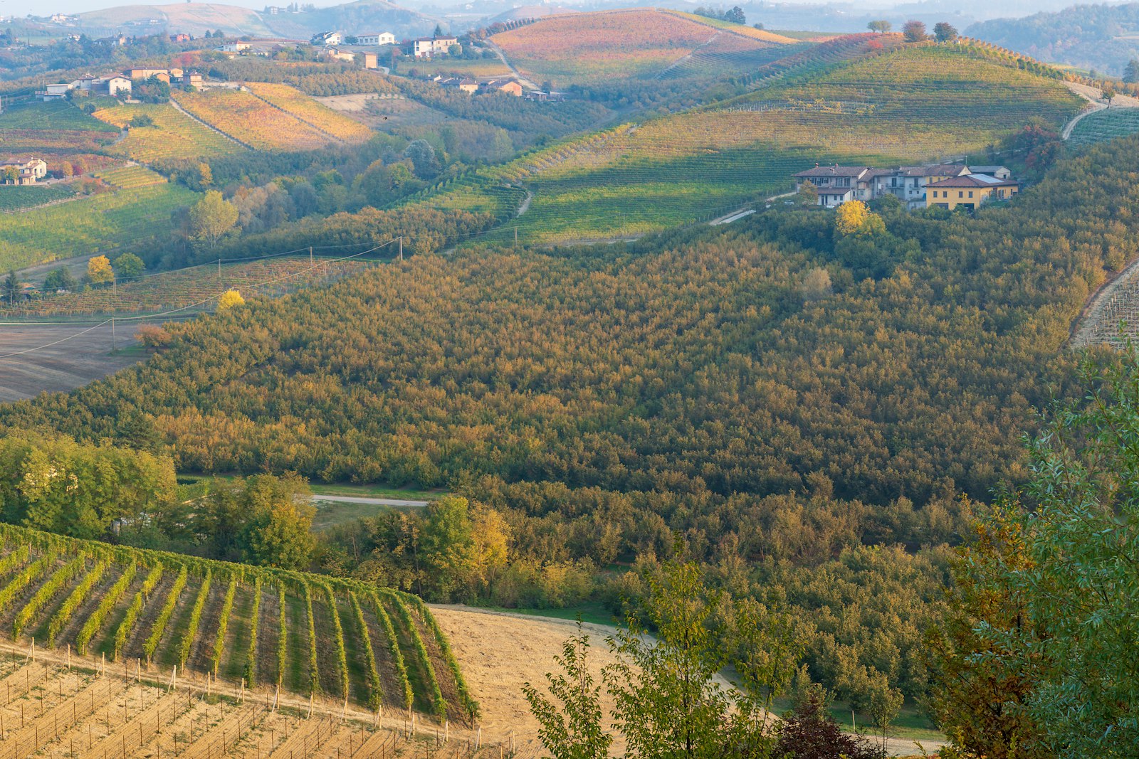 Piedmont wine country