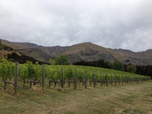 Vineyard rows beneath mountains in New Zealand