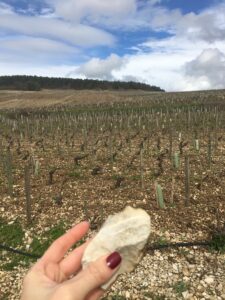 A piece of limestone held in a Burgundy vineyard