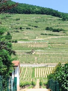 Terraced vineyard slopes in Alsace