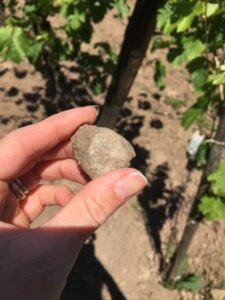 A stone held beside vines in an Alsace vineyard