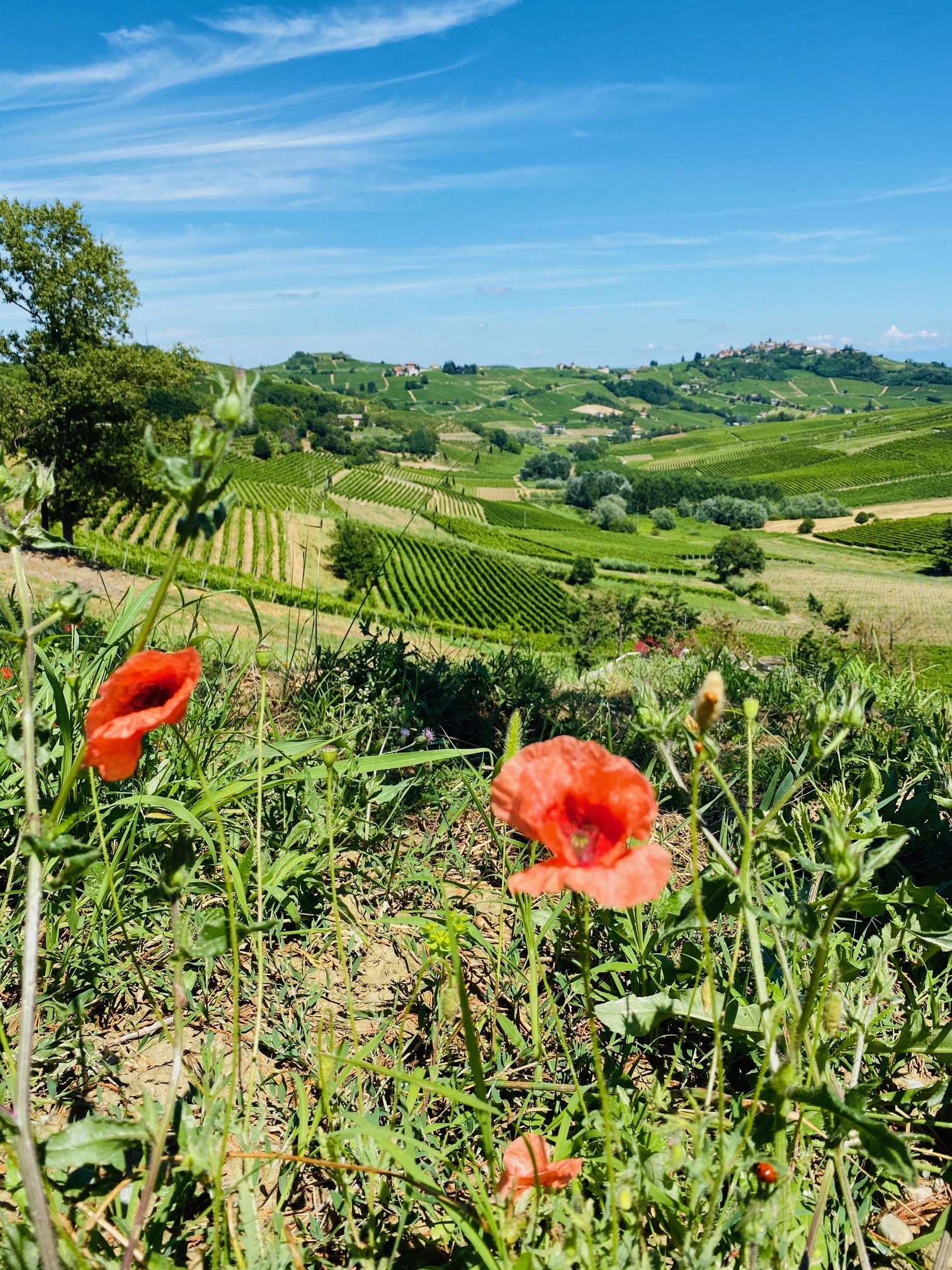 Vineyard-covered hills and poppies in Piedmont