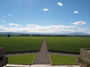 A Mendoza vineyard stretching toward the Andes in Argentina