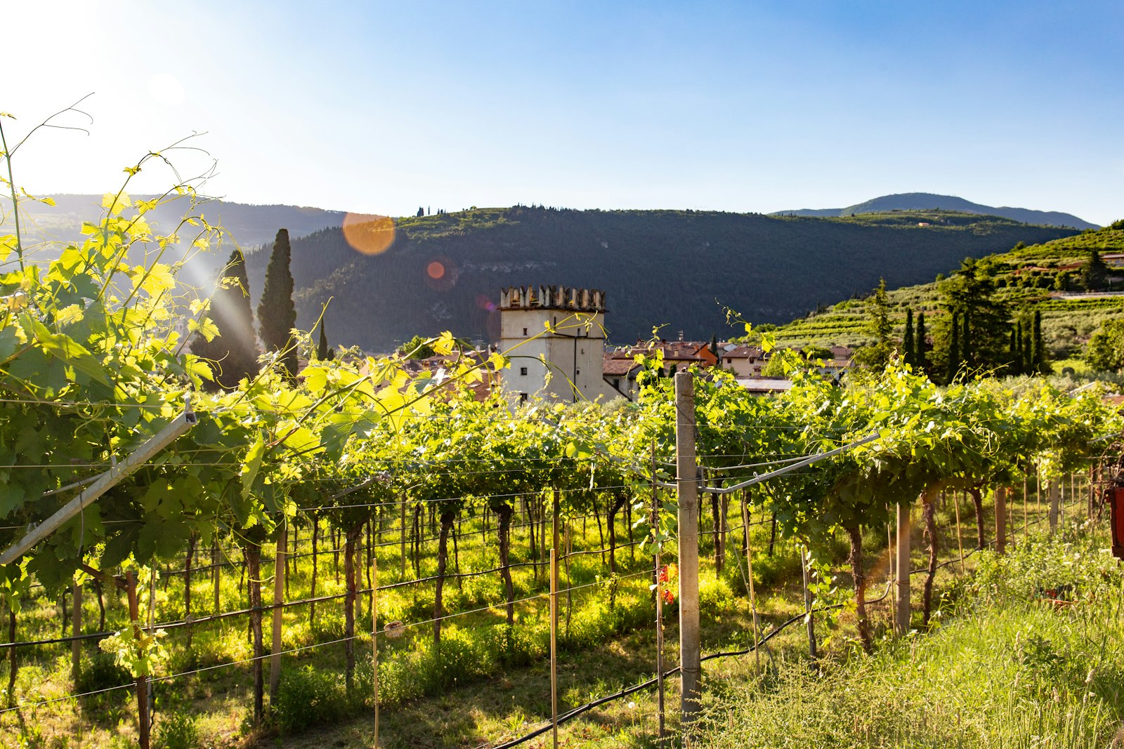 Vineyard in Valpolicella, Veneto, Italy