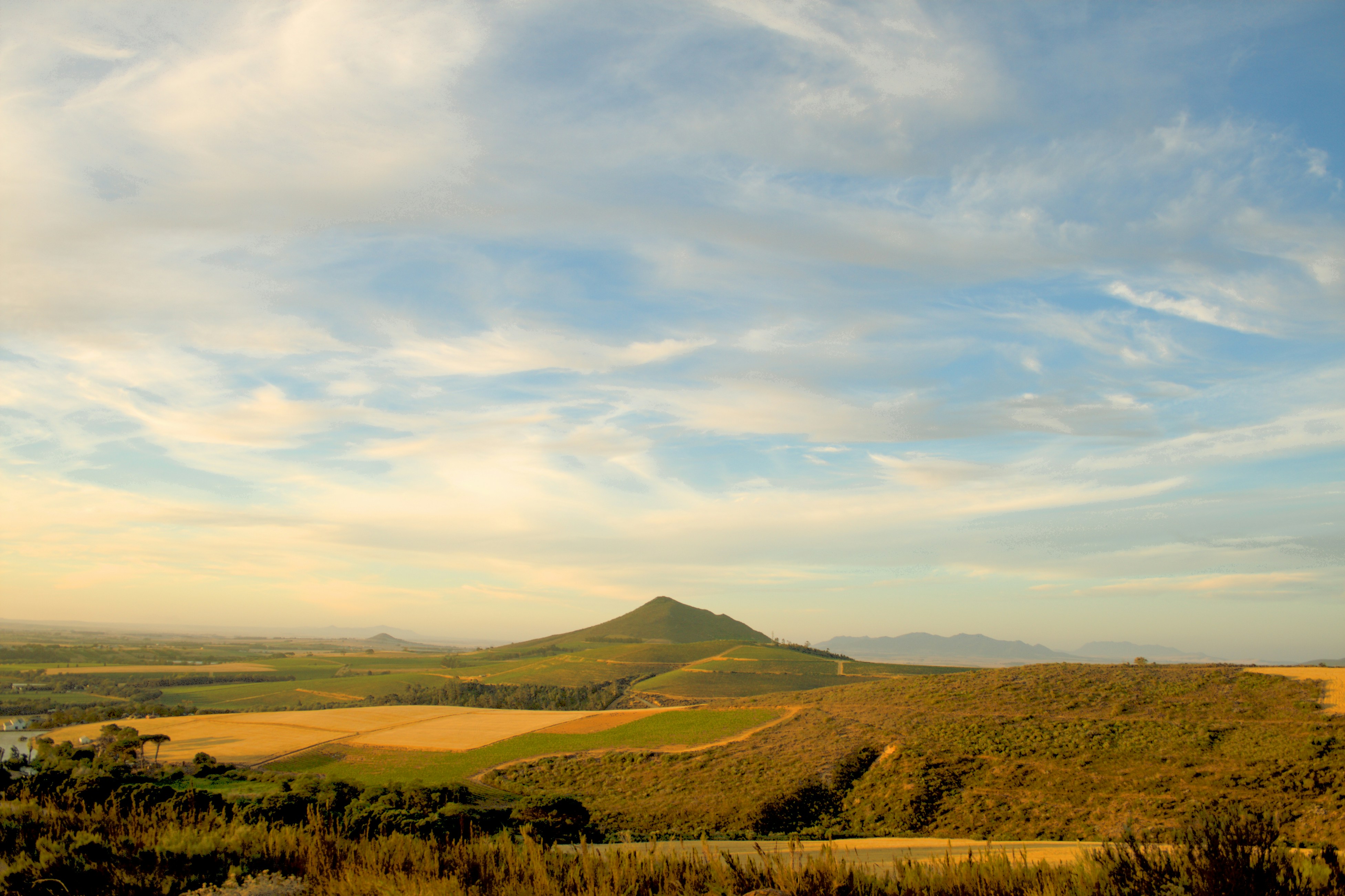 Stellenbosch vineyard in South Africa