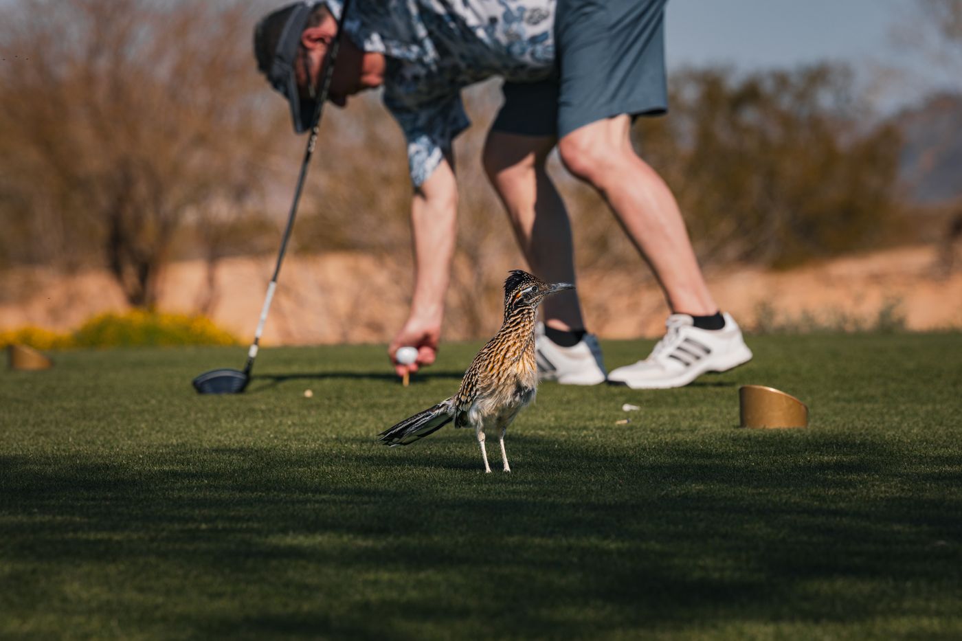 Roadrunner beside a golfer teeing up