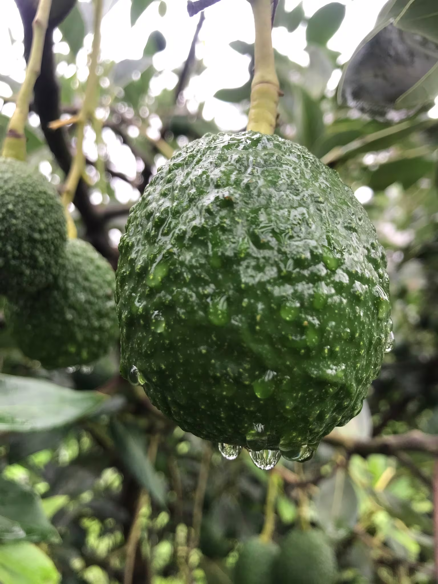 A hass avocado close-up photography from DisFruta Mich
