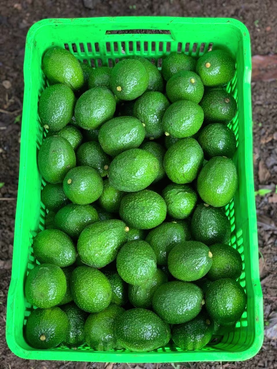 A basket of Hass avocado by DisFruta Mich