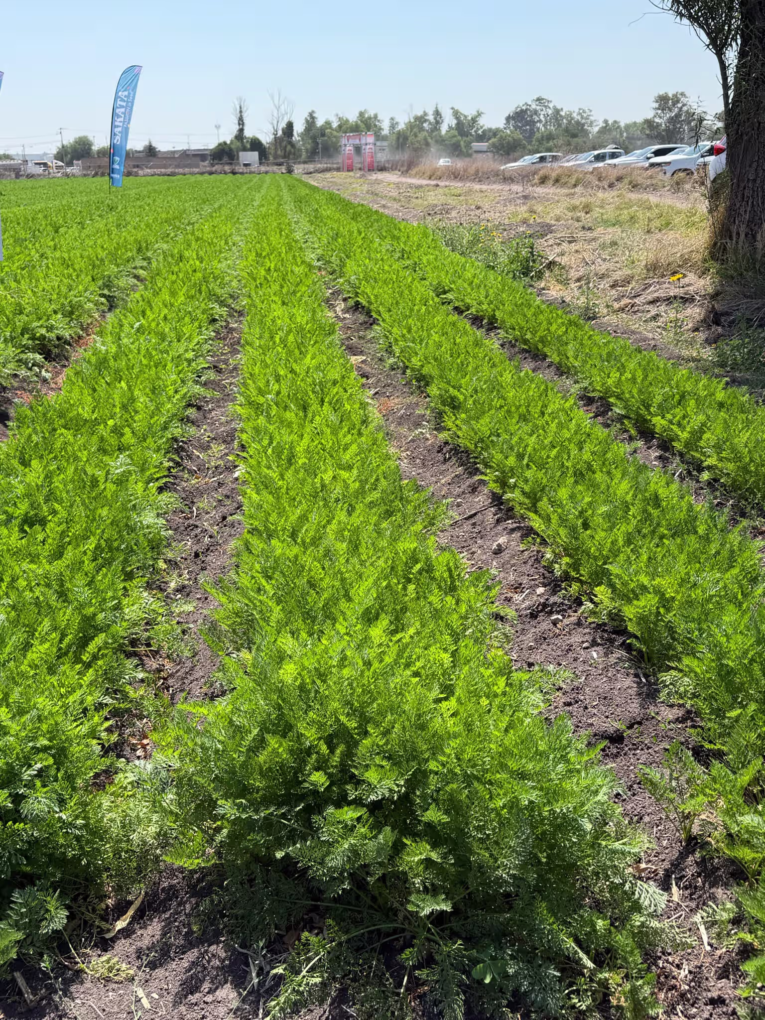 A field of an avocado plantation from DisFruta Mich