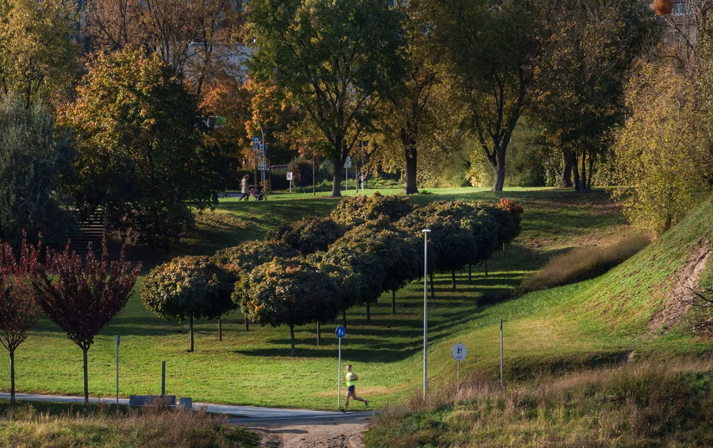 A person jogging on a paved path in a park surrounded by rows of rounded trees and grassy hills with tall trees in the background during daylight.