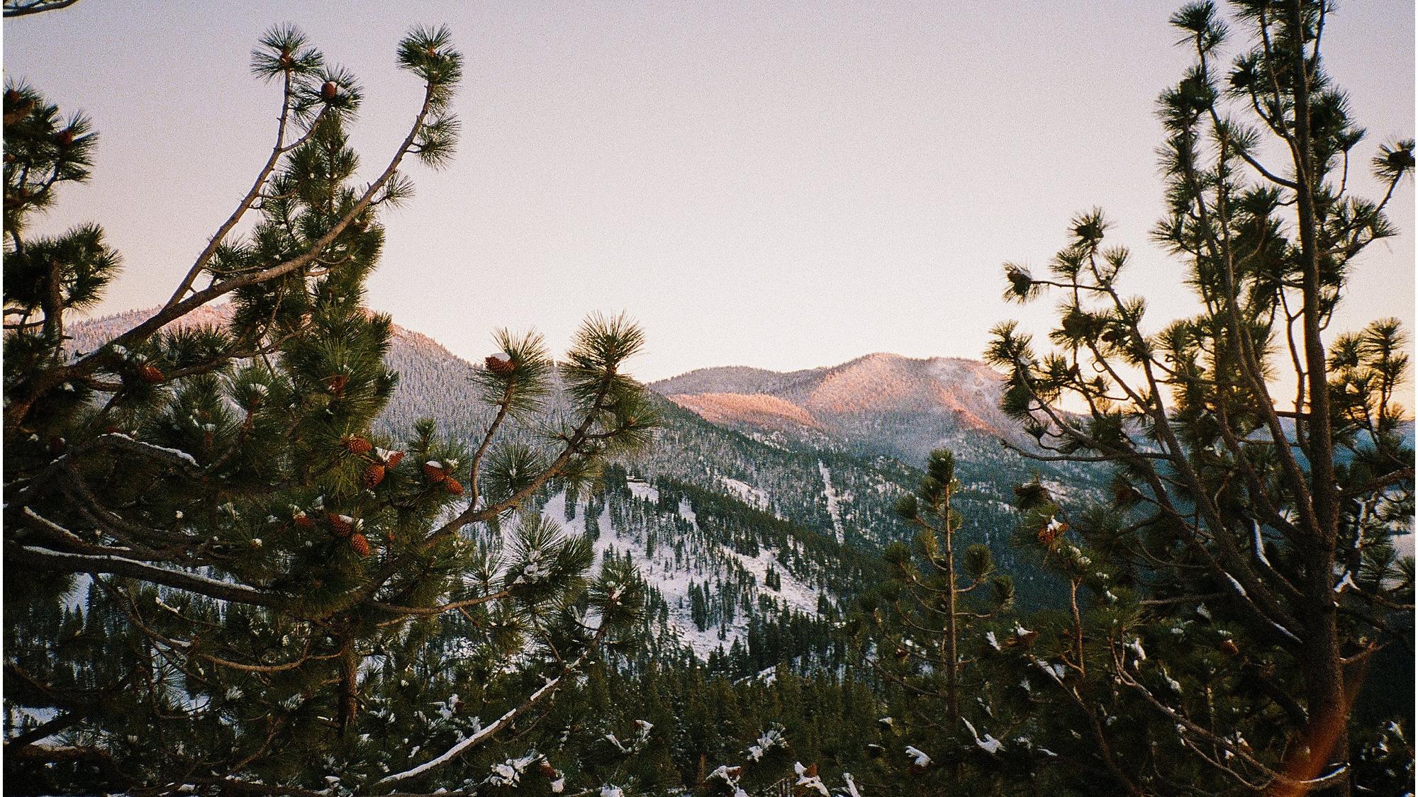Mountains at dusk seen through pine branches