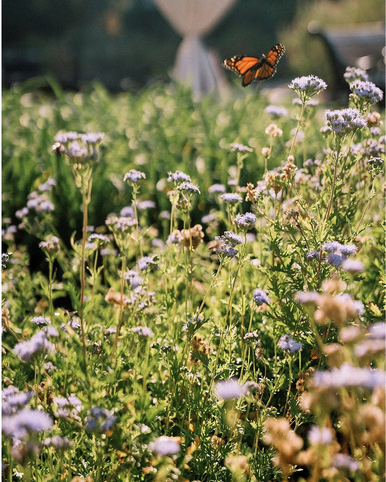 A monarch butterfly over a meadow of wildflowers