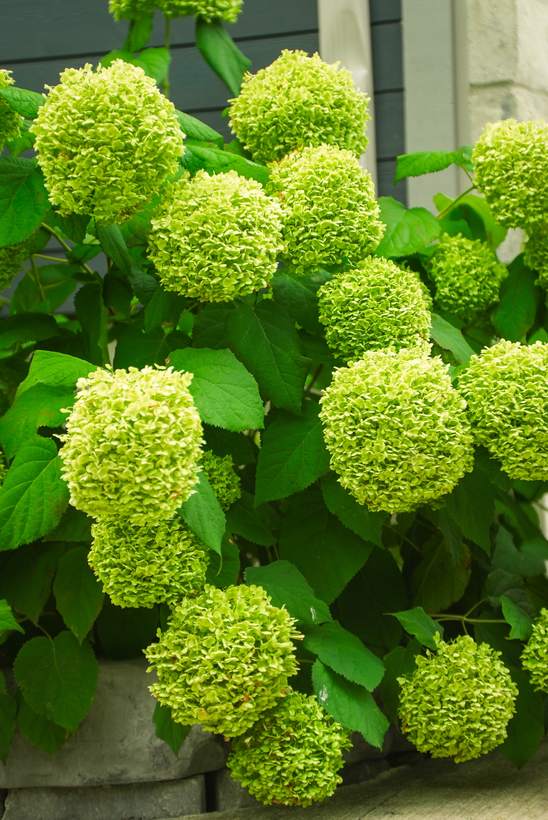 Little Schoolhouse Garden Design