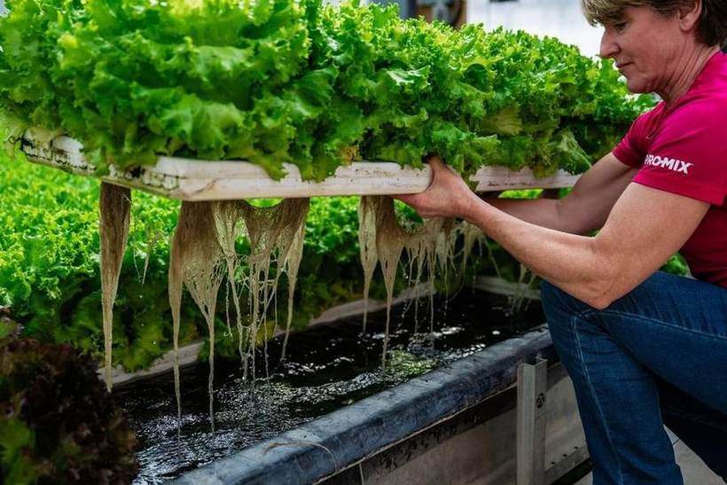 Sun Harvest Greenhouses