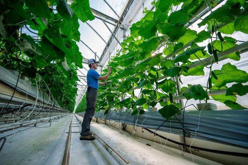 Sun Harvest Greenhouses