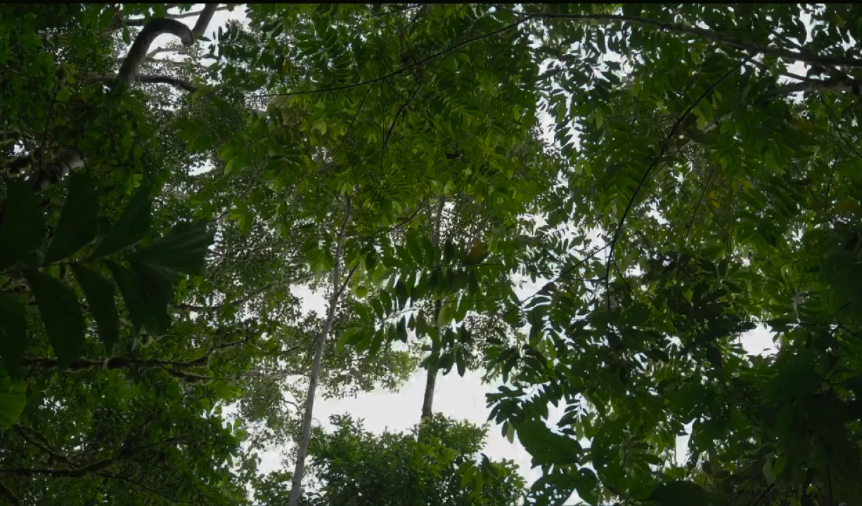 Ecuador Rainforest experience video