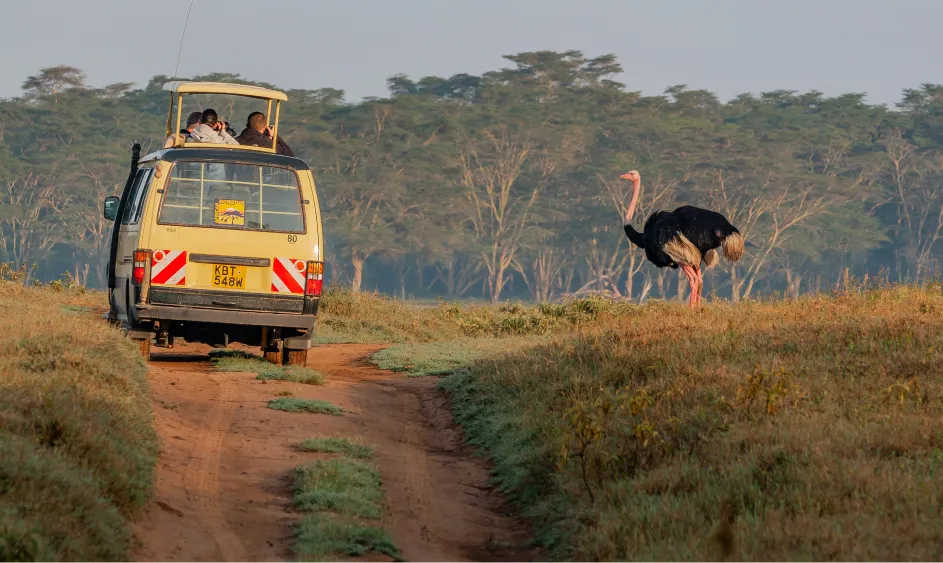 Safari vehicle on a dirt road beside an ostrich