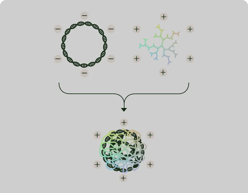 Illustration of a DNA plasmid combining with a delivery molecule