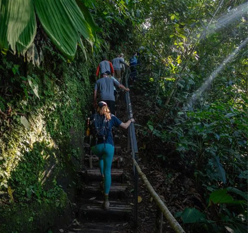 Guests hiking up a jungle staircase