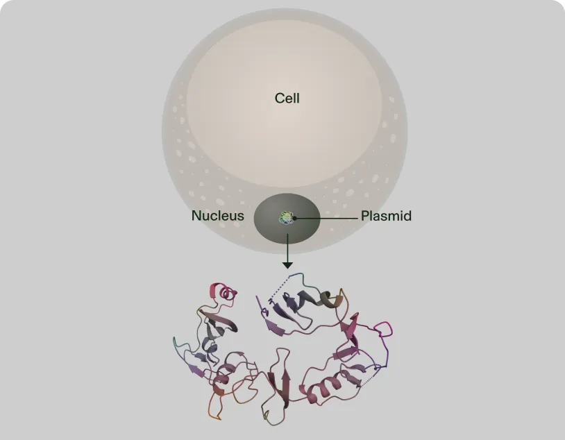 Illustration of a plasmid inside a cell producing proteins