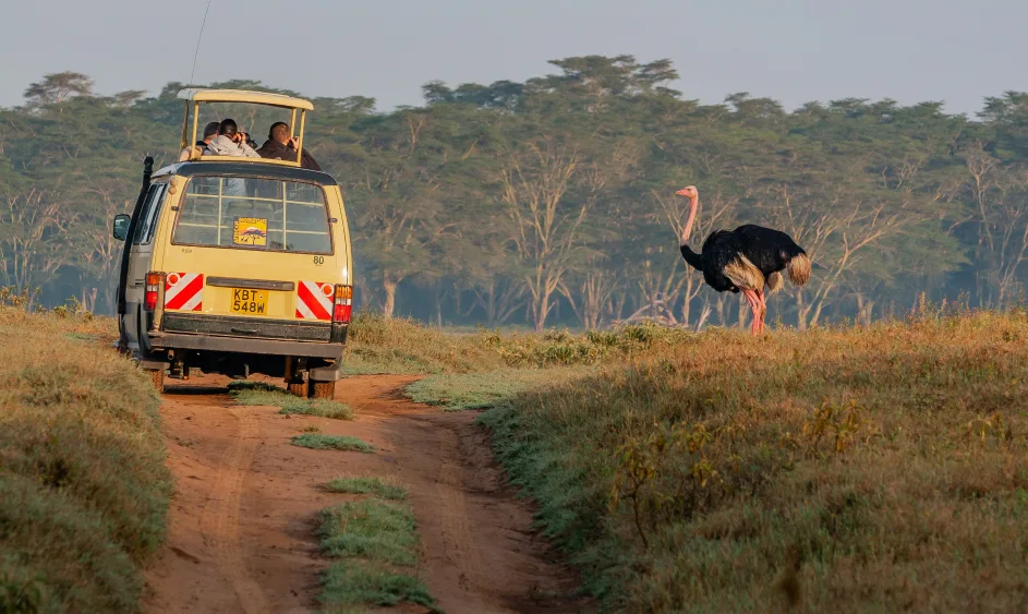 Safari vehicle on a dirt road beside an ostrich