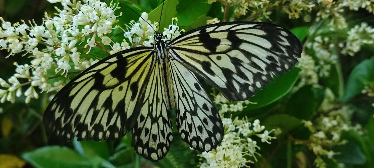 Papillon posé sur des fleurs blanches