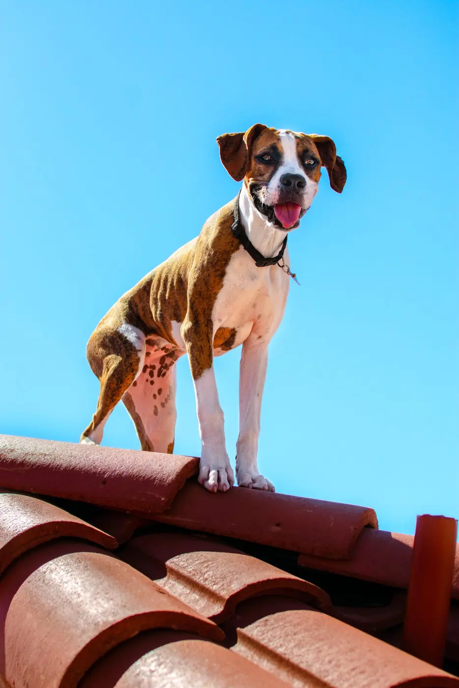 A dog on a cement tile roof at Axis Roofing