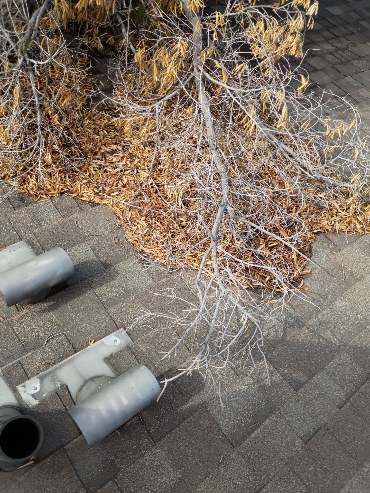 Shingle roof replacement in Mesa, AZ